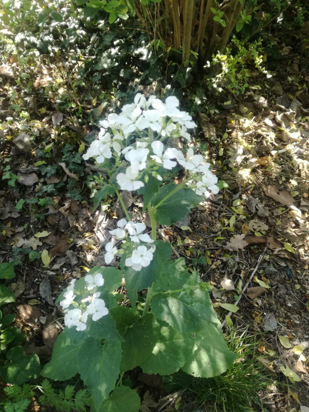 Lunaria annua